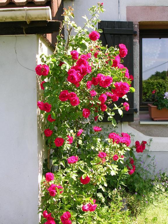 Ferme Auberge A La Colline Ferdrupt Exterior photo